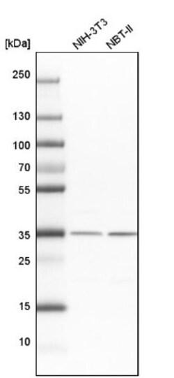 LRRC59 Antibody, Novus Biologicals 0.1mL; Unlabeled:Antibodies, Polyclonal